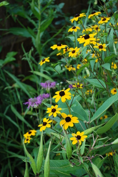 brown-eyed susan and monarda.jpg